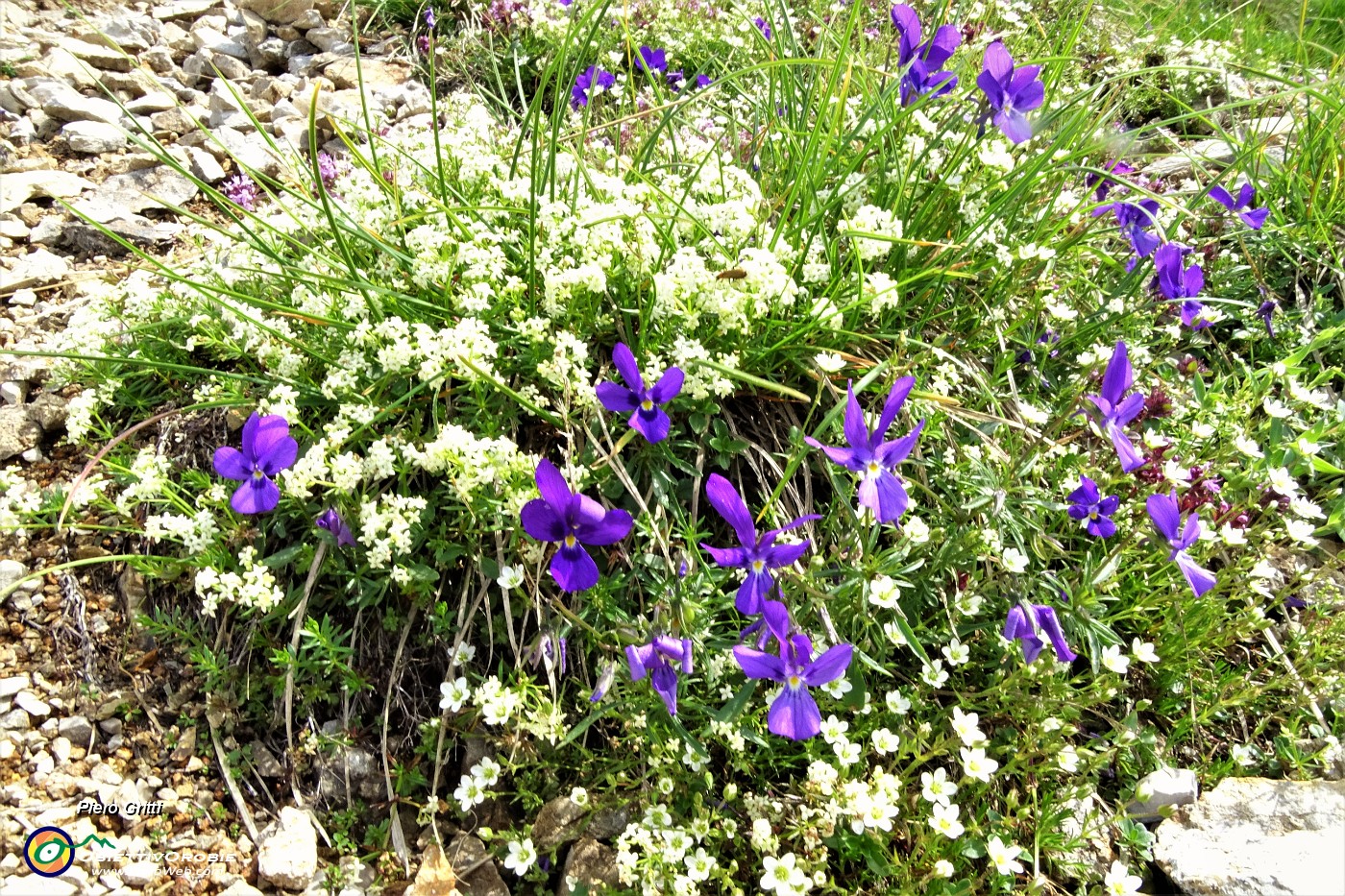 21 Viola di Duby (Viola dubyana) con Caglio d'Arera (Galium Montis Arerae).JPG